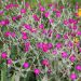 Lychnis coronaria o Cotonaria
