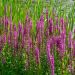 Salcerella comune o Lythrum salicaria