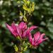 Magnolia Susan