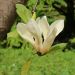 Magnolia giallo, Magnolia x ‘Yellow Lantern’