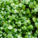 Menta o Mantha requienii