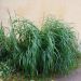 Graminacea Miscanthus Giganteus