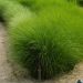 Graminacea Miscanthus Gracillimus