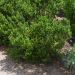 Mirto o Myrtus communis Tarentina