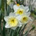 Narciso Ice Follies