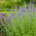 Nepeta Six Hills Giant