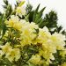 Oleandro o Nerium oleander Marie Gambetta