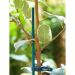 Tutori in bambù verde - SPLITS BAMBOO