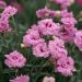 Garofano nano POP STAR ®  o Dianthus Hybridus