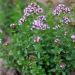 Origano comune Compactum