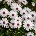 Osteospermum CAPE DAISY White