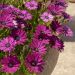 Osteospermum DALINA Bright Purple