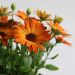 Osteospermum DALINA Arancione
