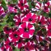 Petunia CASCADIAS® Bicolor Cabernet