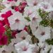 Petunia SUPERTUNIA Vista Silverberry