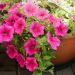 Petunia SURFINIA ® HOT PINK ® Sunrovein