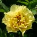 Peonia ibrida intersezionale o Paeonia X Itoh Bartzella