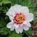 Peonia ibrida intersezionale o Paeonia X Itoh Cora Louise