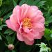Peonia ibrida intersezionale o Paeonia X Itoh Hillary
