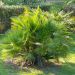 Palma Chamaerops humilis ‘Compacta’ o Palma nana mediterranea compatta