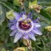 Passiflora Purple Haze
