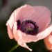 Papavero orientale Princess Victoria Louise
