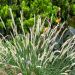 Graminacea o Pennisetum macrourum