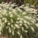 Graminacea o Pennisetum villosum