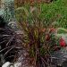 Graminacea o Pennisetum rubrum