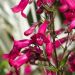 Penstemon Schoenholzeri