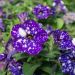 Petunia FLASH DANCE Bolero Blue