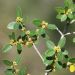 Ilatro sottile o Phillyrea latifolia