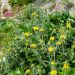 Salvia di Gerusalemme o Phlomis fructicosa