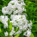 Flox o Phlox paniculata Fujiyama