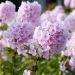 Flox o Phlox paniculata Rosa Pastel