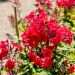 Flox o Phlox paniculata Starfire