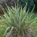Lino della Nuova Zelanda variegato o Phormium tenax ‘Variegatum’