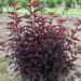 Physocarpus All Black