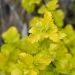 Physocarpus Angel Gold