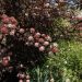 Physocarpus Diable D'Or
