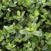 Pittosporum tenuifolium ‘Silver Ball’ o pittosporo a foglie piccole potato a sfera