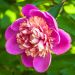 Peonia erbacea Madame Emile Debatène