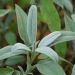 Salvia officinalis