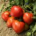 Pianta di Pomodoro Cauralina F1 Tipo Cuore di Bue