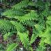 Felce sempreverde o Polypodium vulgare
