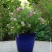 Potentilla DOUBLE PUNCH ® Pink