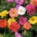 Portulaca Doppia in mix