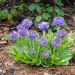 Primula blu Cashmeriana