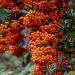 Piracanta SAPHYR ® Arancione 'Cadange'