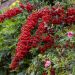 Piracanta SAPHYR ® Rossa 'Cadran'
